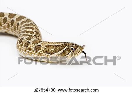 Stock Image - Hognose Snake, Snake. Fotosearch