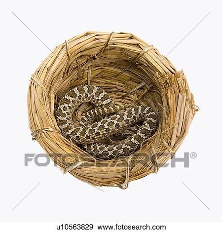 Stock Photo - Hognose Snake, Snake. Fotosearch
