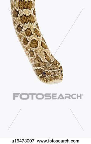 Stock Photo - Hognose Snake, Snake. Fotosearch