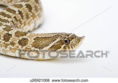 Hognose Snake, Snake View Large Photo Image Stock Photo - Hognose Snake, Snake. Fotosearch