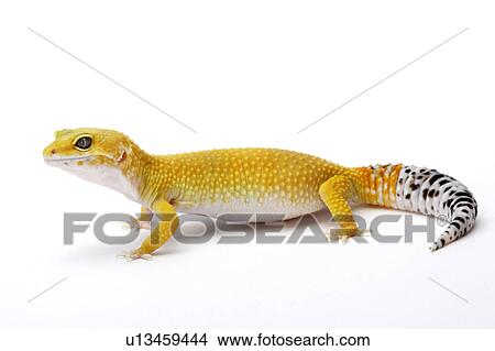 Picture - Leopard Gecko, Gecko. Fotosearch