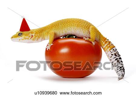 Leopard Gecko, Gecko View Large Photo Image Stock Image - Leopard Gecko, Gecko. Fotosearch