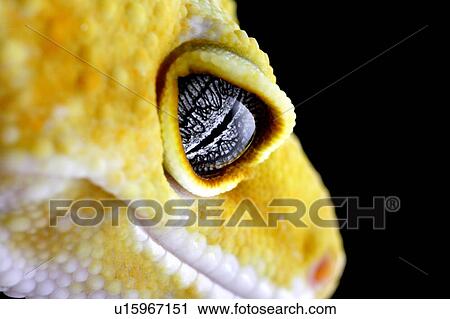 Stock Image - Leopard Gecko, Gecko. Fotosearch