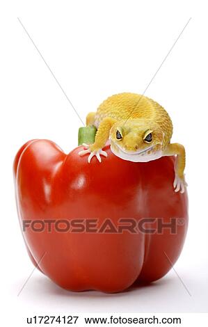 Stock Photo - Leopard Gecko, Gecko. Fotosearch