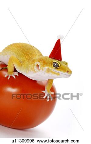 Leopard Gecko, Gecko View Large Photo Image Stock Photograph - Leopard Gecko, Gecko. Fotosearch