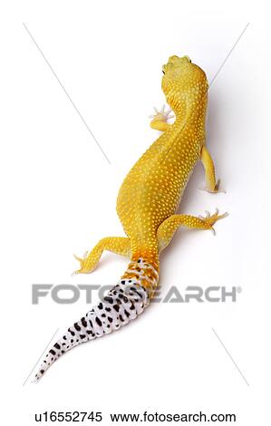 Stock Photography - Leopard Gecko, Gecko. Fotosearch