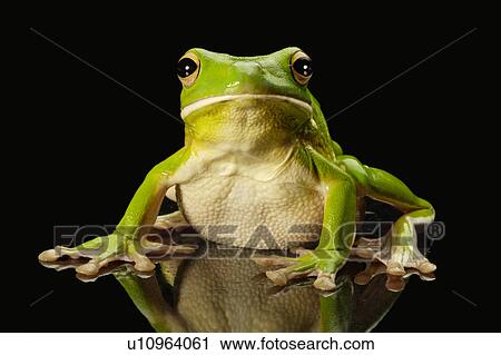 Stock Image - Litora Infrafrenata, Frog. Fotosearch