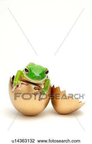 Litora Infrafrenata, Frog View Large Photo Image Stock Image - Litora Infrafrenata, Frog. Fotosearch