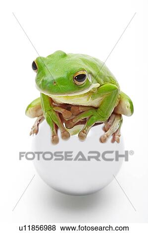 Litora Infrafrenata, Frog View Large Photo Image Stock Photo - Litora Infrafrenata, Frog. Fotosearch