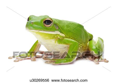 Stock Photograph - Litora Infrafrenata, Frog. Fotosearch