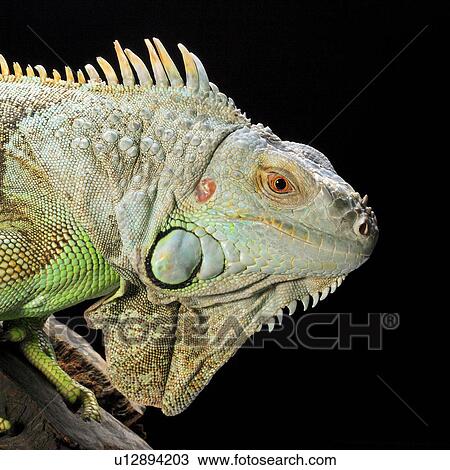 Stock Image - Lizard, Lizard. Fotosearch