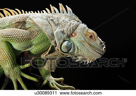 Stock Image - Lizard, Lizard. Fotosearch