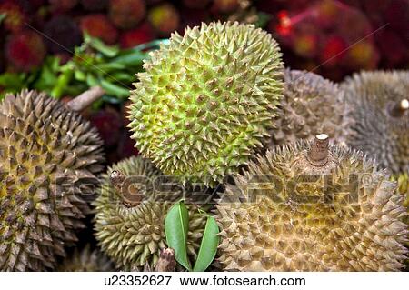 Malaysia, Durian View Large Photo Image Stock Photo - Malaysia, Durian. Fotosearch