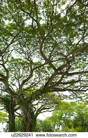 Stock Image - Malaysia, Melaka State. Fotosearch