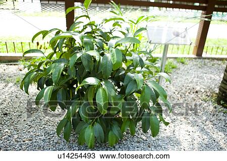 Stock Image - Malaysia. Fotosearch