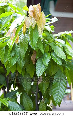 Stock Photo - Malaysia. Fotosearch