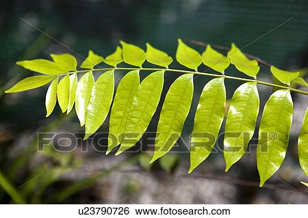 Stock Photograph - Malaysia. Fotosearch