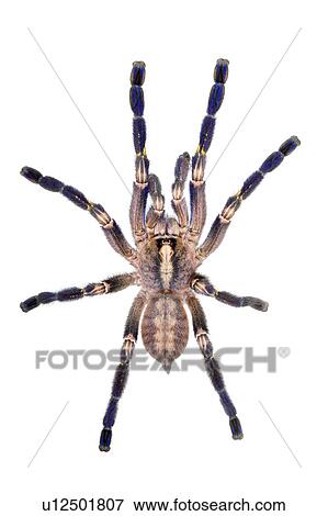 Ornate Ornamental Tree Tarantula, Spider View Large Photo Image Stock Photo - Ornate Ornamental Tree Tarantula, Spider. Fotosearch