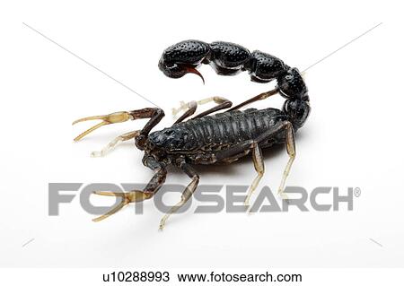 Orthochirus, Scorpion View Large Photo Image Stock Image - Orthochirus, Scorpion. Fotosearch