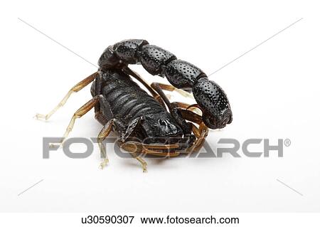 Orthochirus, Scorpion View Large Photo Image Stock Photo - Orthochirus, Scorpion. Fotosearch