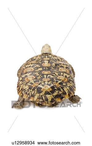 Picture - Pancake Tortoise, Turtle. Fotosearch