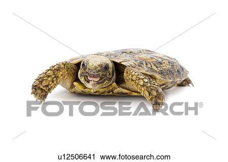 Pancake Tortoise, Turtle View Large Photo Image Stock Image - Pancake Tortoise, Turtle. Fotosearch