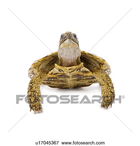 Stock Photo - Pancake Tortoise, Turtle. Fotosearch
