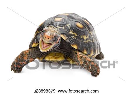 Stock Photo - Pancake Tortoise, Turtle. Fotosearch