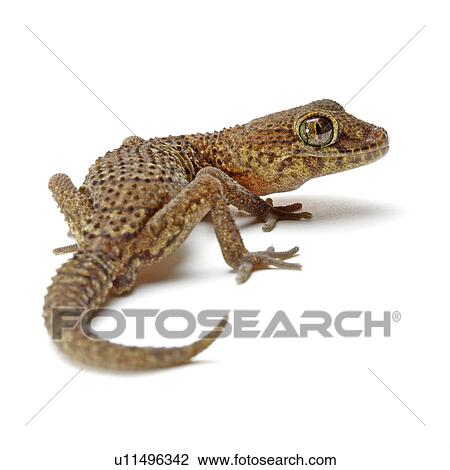 Stock Image - Panther Gecko, Gecko. Fotosearch