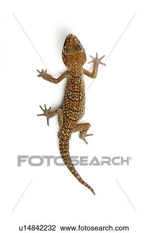Stock Image - Panther Gecko, Gecko. Fotosearch