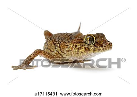 Stock Image - Panther Gecko, Gecko. Fotosearch