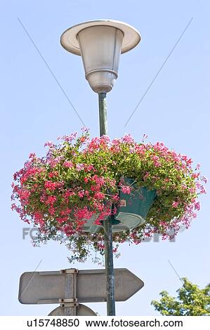 Stock Image - Plant, Potted Plant, Street Light. Fotosearch