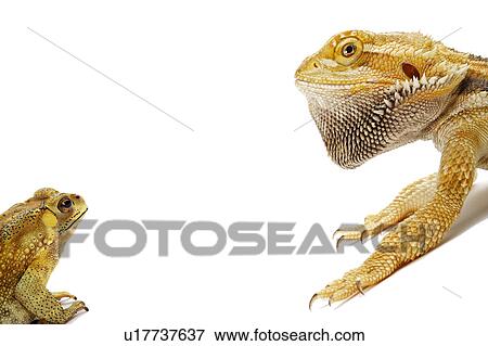 Pogona Barbata, Bufo Melanostictus, Lizard View Large Photo Image Stock Photo - Pogona Barbata, Bufo Melanostictus, Lizard. Fotosearch