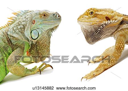 Stock Image - Pogona Barbata, Lizard. Fotosearch