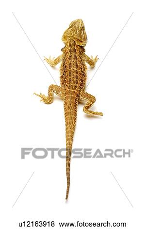 Stock Photo - Pogona Barbata, Lizard. Fotosearch