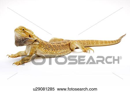 Pogona Barbata, Lizard View Large Photo Image Stock Photography - Pogona Barbata, Lizard. Fotosearch