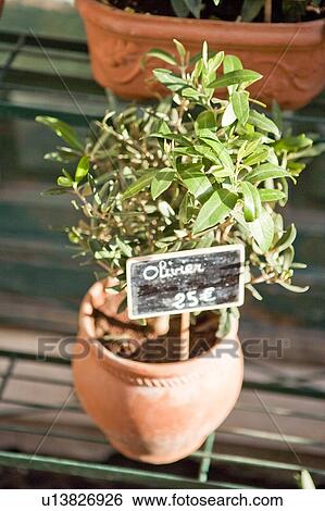Potted Plant on sale View Large Photo Image Stock Photograph - Potted Plant on sale. Fotosearch
