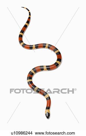 Picture - Pueblan Milk Snake, Snake. Fotosearch