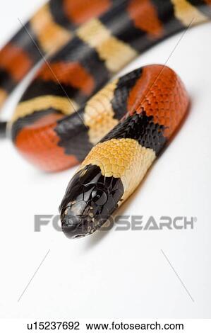 Pueblan Milk Snake, Snake View Large Photo Image Stock Image - Pueblan Milk Snake, Snake. Fotosearch