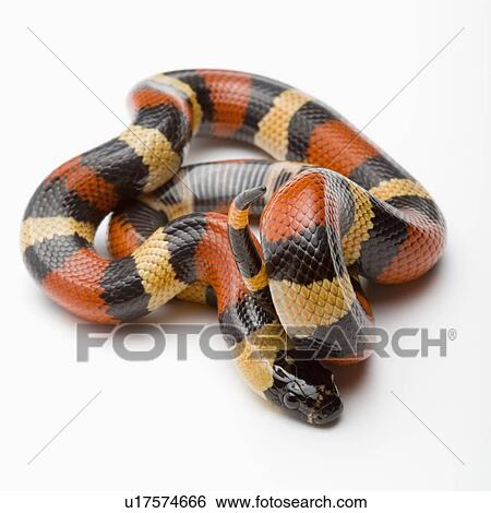 Stock Photograph - Pueblan Milk Snake, Snake. Fotosearch