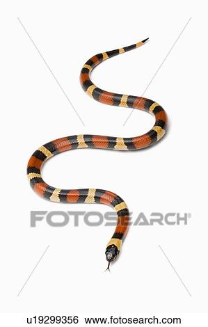 Stock Photograph - Pueblan Milk Snake, Snake. Fotosearch