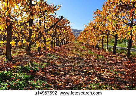 Stock Image - Queenstown, South Island New Zealand. Fotosearch