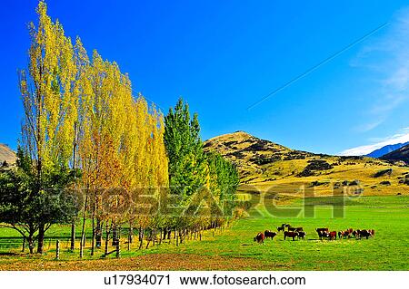 Stock Image - Queenstown, South Island New Zealand. Fotosearch