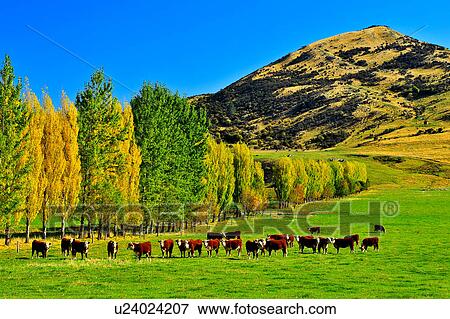 Queenstown, South Island New Zealand View Large Photo Image Stock Photo - Queenstown, South Island New Zealand. Fotosearch