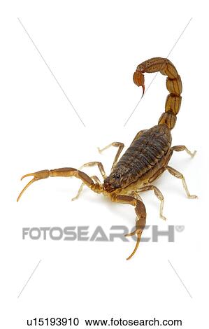 Stock Image - Red Alligator Back Scorpion, Scorpion. Fotosearch