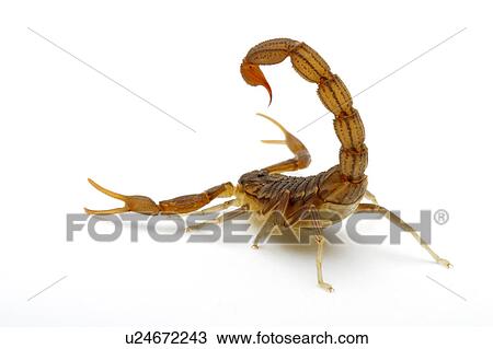 Stock Image - Red Alligator Back Scorpion, Scorpion. Fotosearch