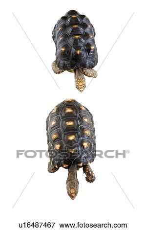 Red-foot Tortoise, Red-foot Tortoise, Turtle View Large Photo Image Stock Photo - Red-foot Tortoise, Red-foot Tortoise, Turtle. Fotosearch