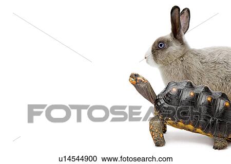 Red-foot Tortoise, Turtle, Rabbit, The Hare And The Tortoise, Digitally Generated Image View Large Photo Image Stock Image - Red-foot Tortoise, Turtle, Rabbit, The Hare And The Tortoise, Digitally Generated Image. Fotosearch