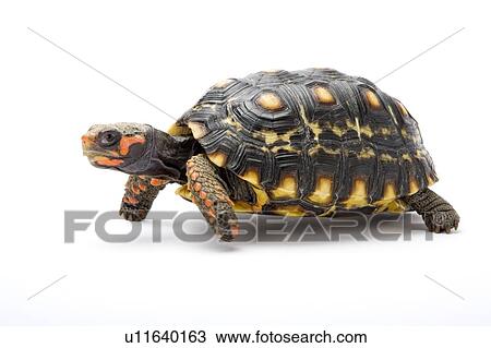Stock Image - Red-foot Tortoise, Turtle. Fotosearch