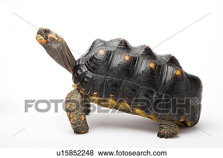 Stock Photo - Red-foot Tortoise, Turtle. Fotosearch